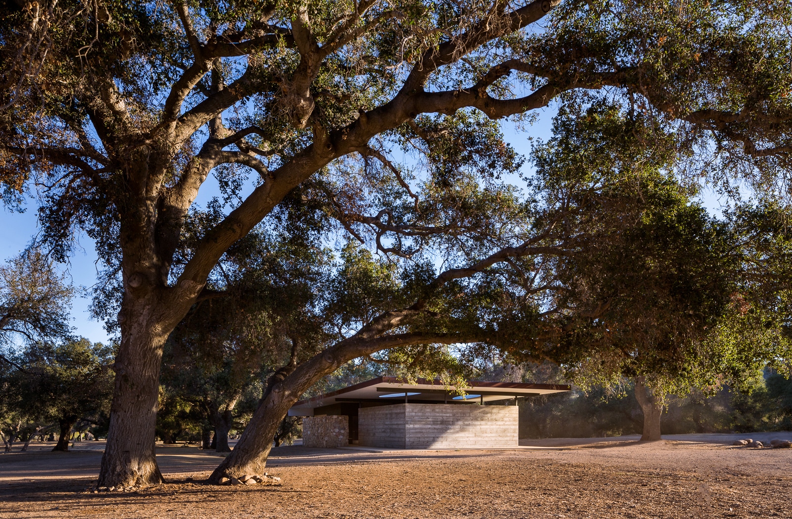 Low-profile modern pavilion with board-formed concrete walls integrated into a natural oak grove landscape.